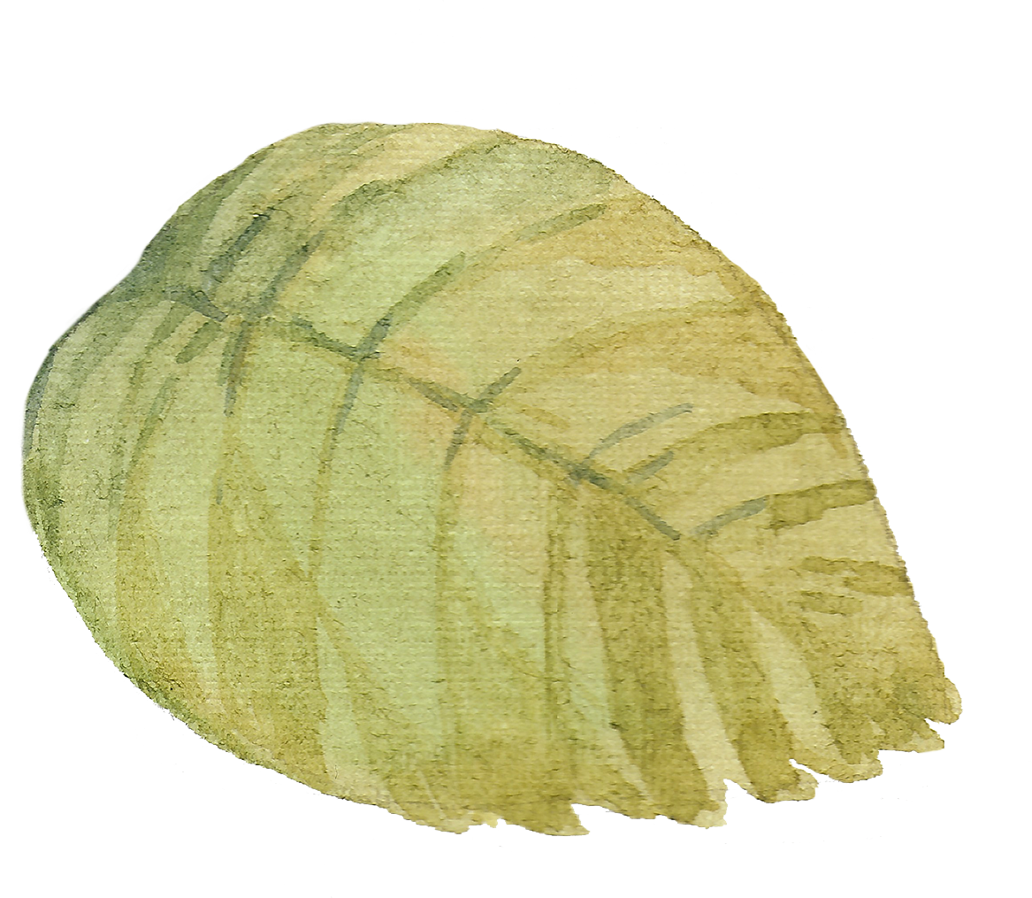 leaf-1_2.png
